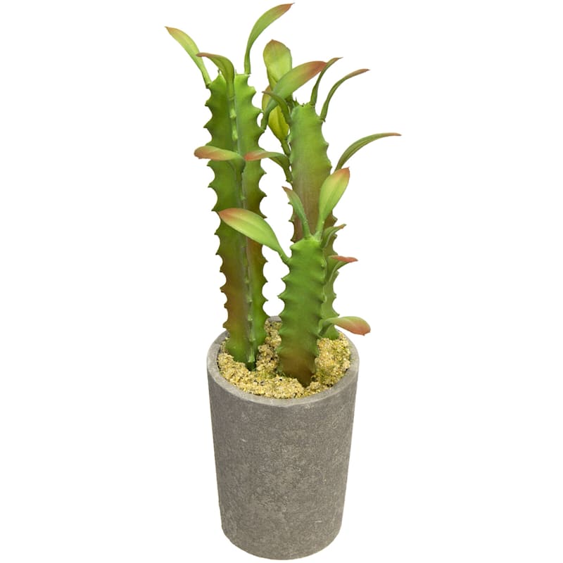 Assorted Cacti with Cement Planter, 8"