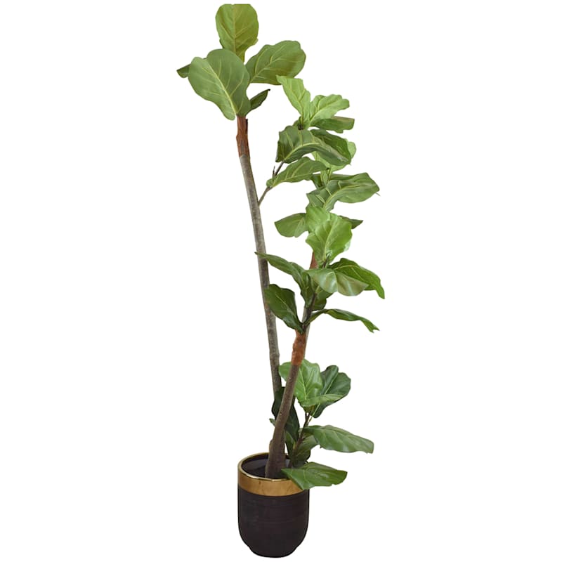 Fig Tree with Black & Gold Planter, 6'