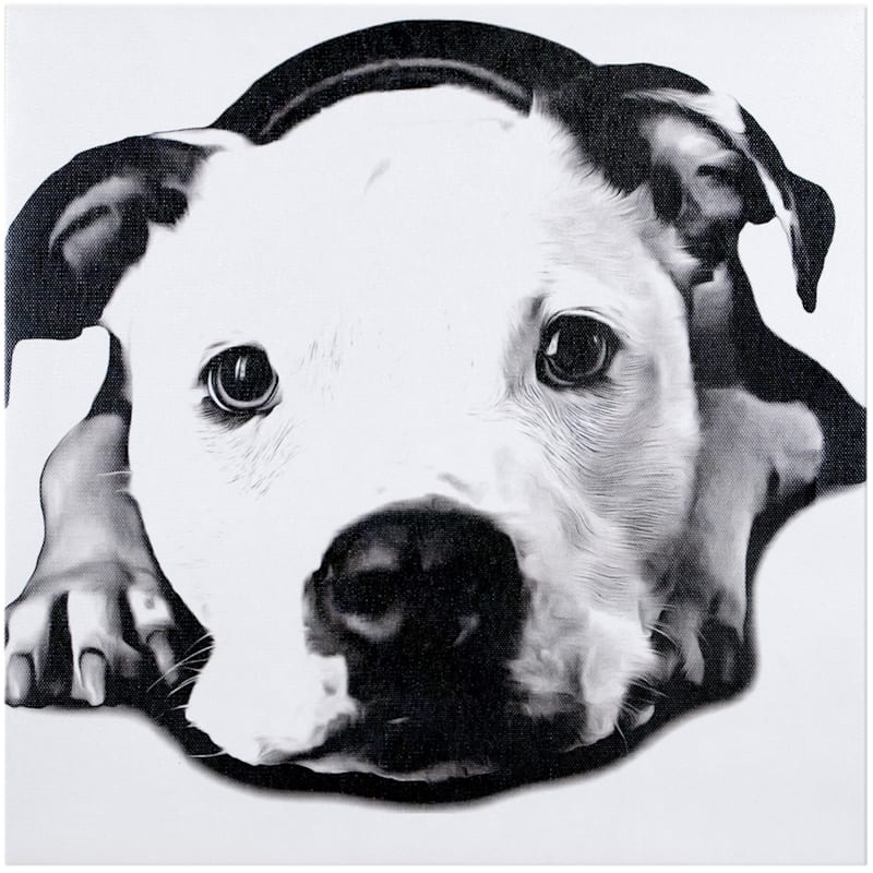 Black & White Pitbull Dog Canvas Wall Art, 12"