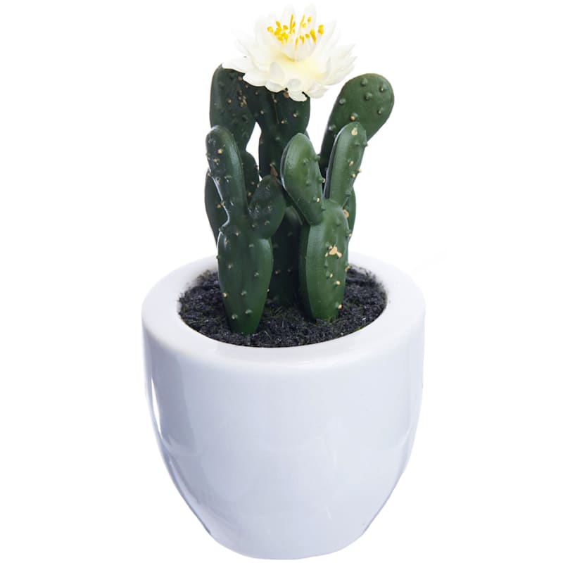 Tall Cactus with Flower in White Planter, 6"