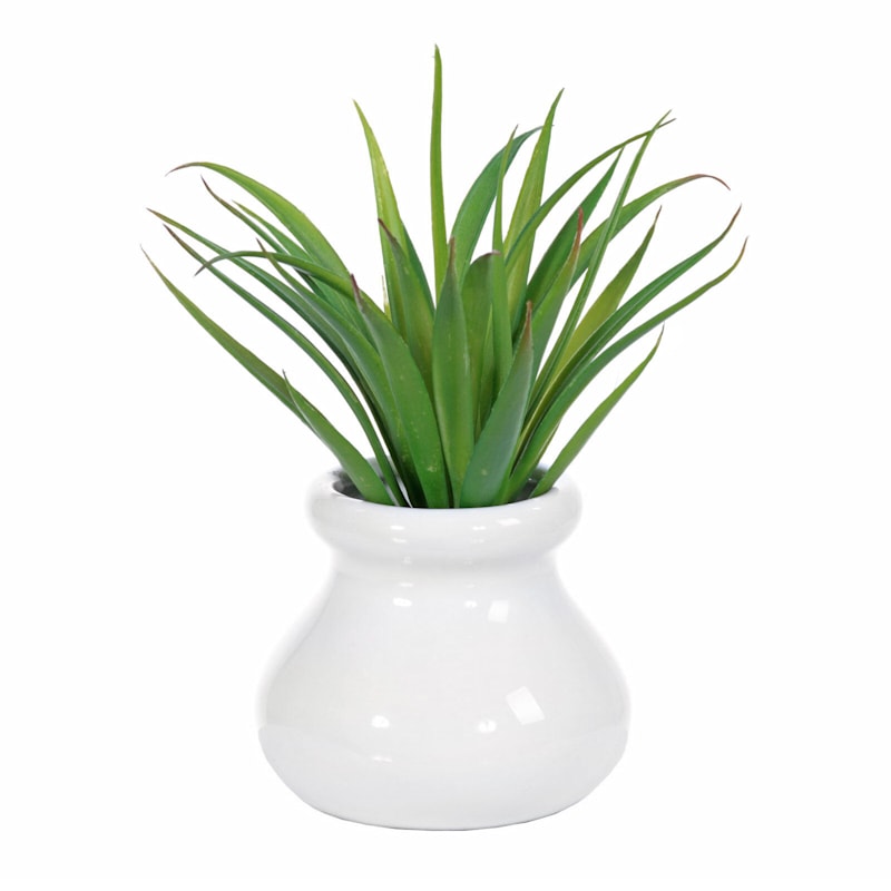 Agave with White Ceramic Planter, 6"