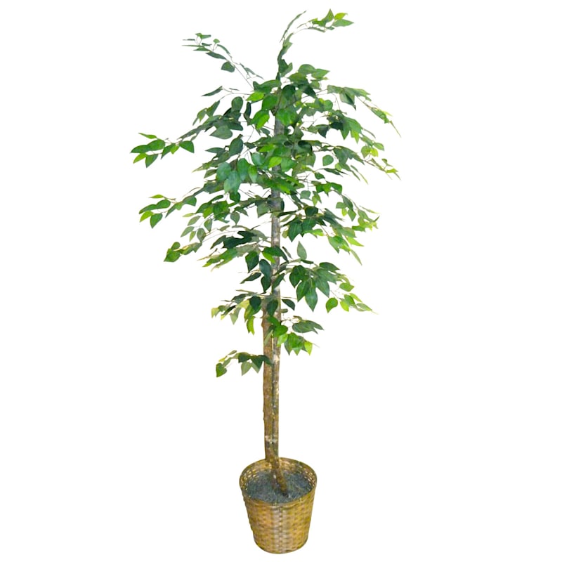 Ficus Tree with Basket Planter, 78"