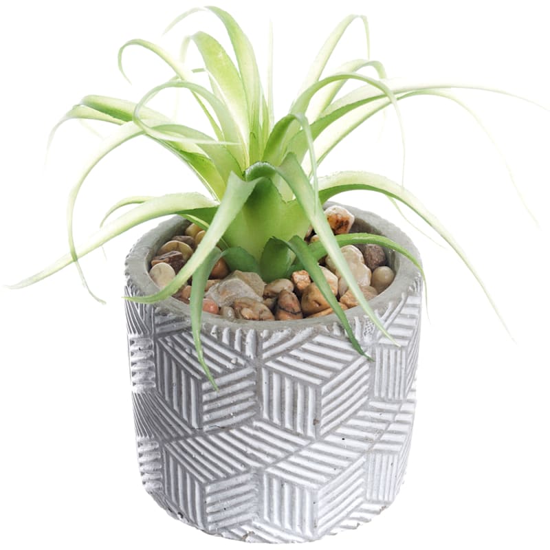 Air Plant with Cement Planter, 6"