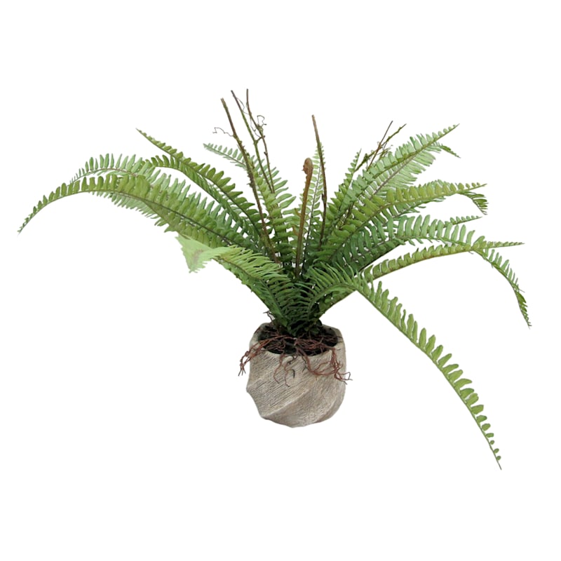 Fern Plant with Ceramic Planter, 16"