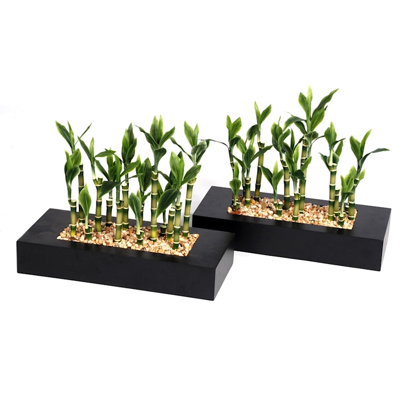 Set of 2 Bamboo Plant with Black Planter, 12"