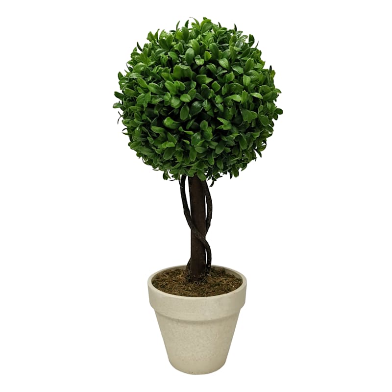 Boxwood Ball Plant with White Planter, 17"
