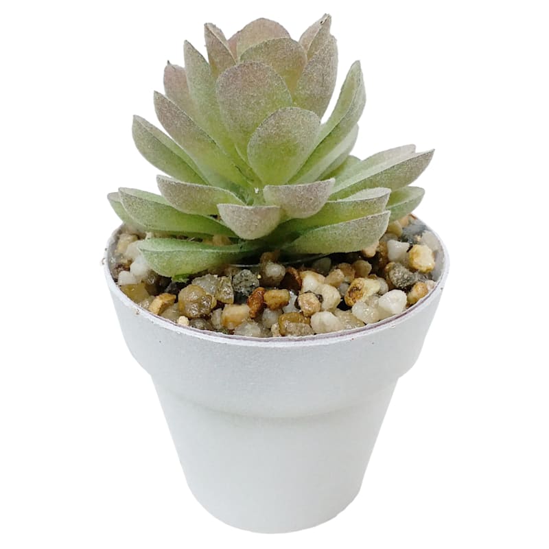Succulent with White Planter, 3.5"