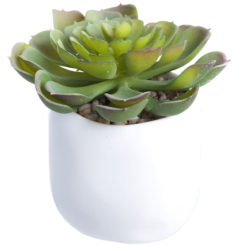Succulent with White Ceramic Planter, 4"