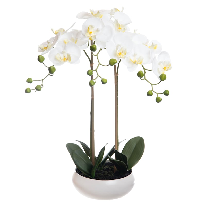 Laila Ali Potted Phalaenopsis Plant, 26"