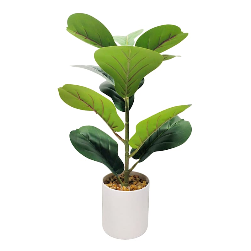 Fiddle Fig Plant with White Planter, 20"