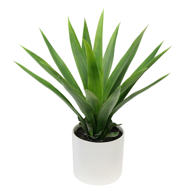 Yucca Plant with White Planter, 18"