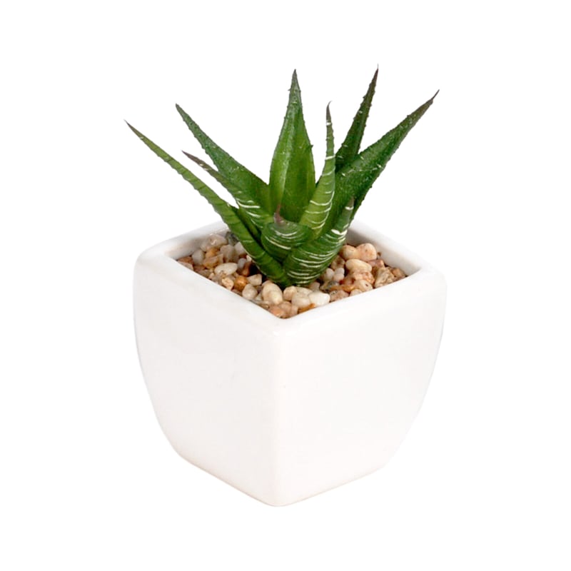 3-Piece Assorted Succulents with White Planter, 3"