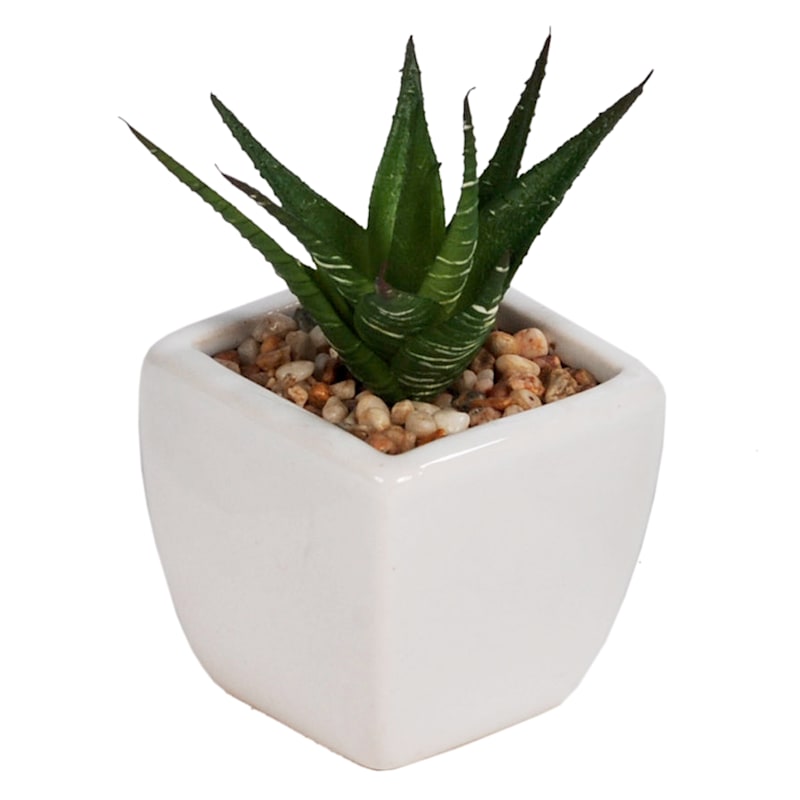 3-Piece Assorted Succulents with White Planter, 3"