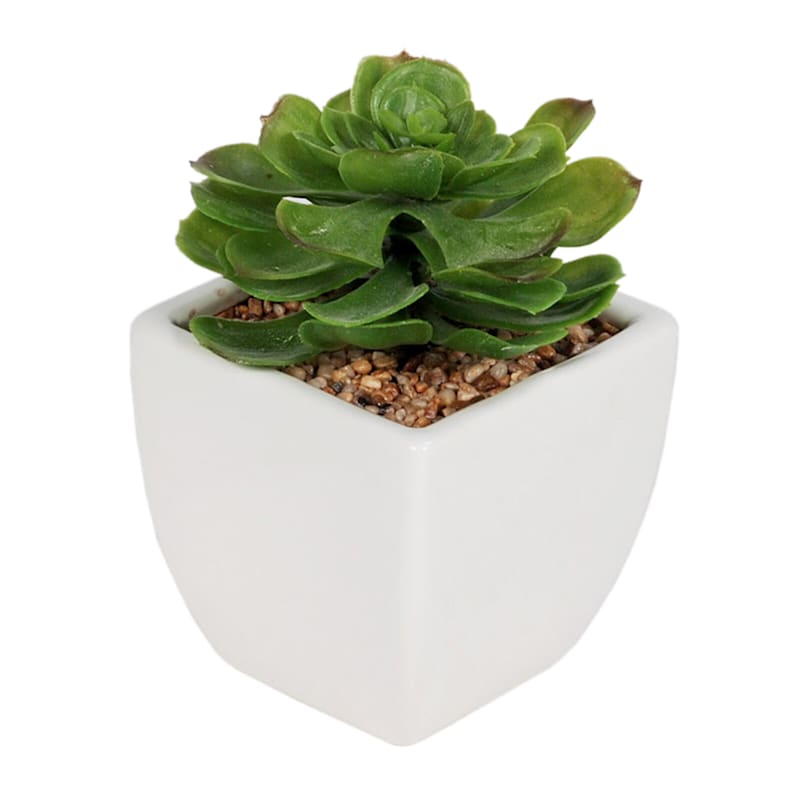 2-Piece Assorted Succulents with White Ceramic Planter, 4"