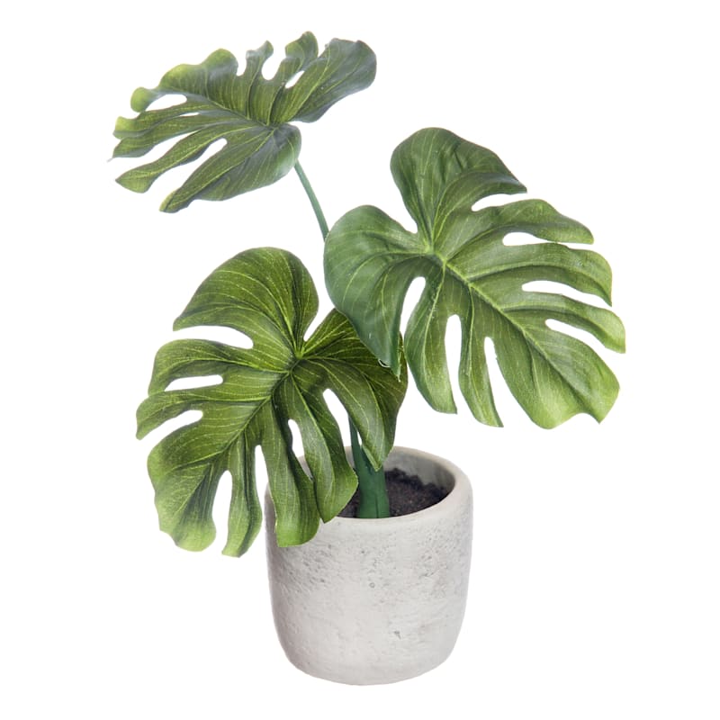 Philodendron Plant with White Cement Planter, 9"