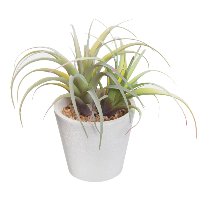 Air Plant with White Planter, 6"