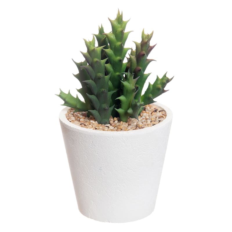Succulent with White Planter, 5.5"