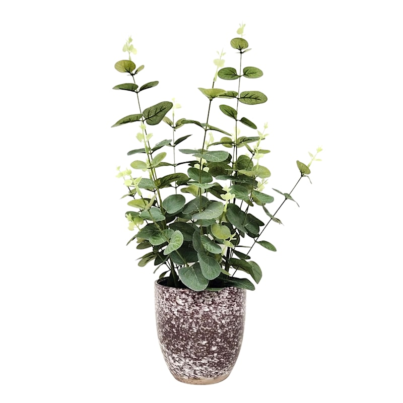 Eucalyptus Plant with Ceramic Planter, 21"