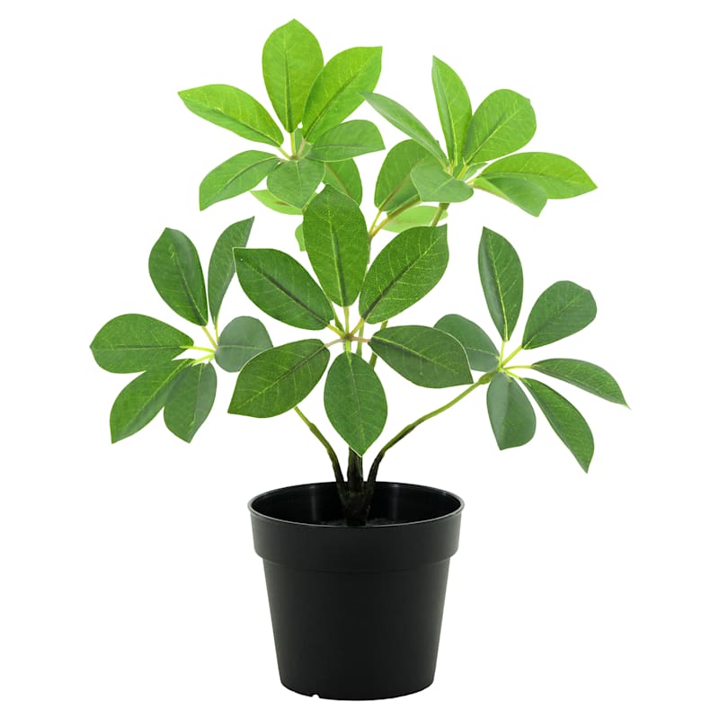 Schefflera Plant with Black Planter, 9.5"