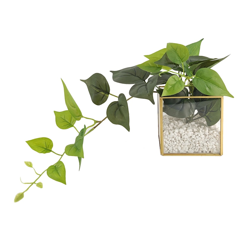 Vine Plant with Gold Glass Planter, 10"