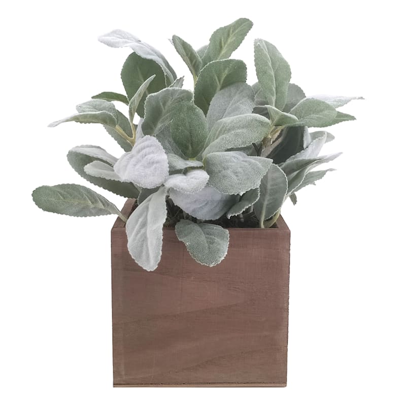 Lambs Ear Plant with Wooden Box, 10"