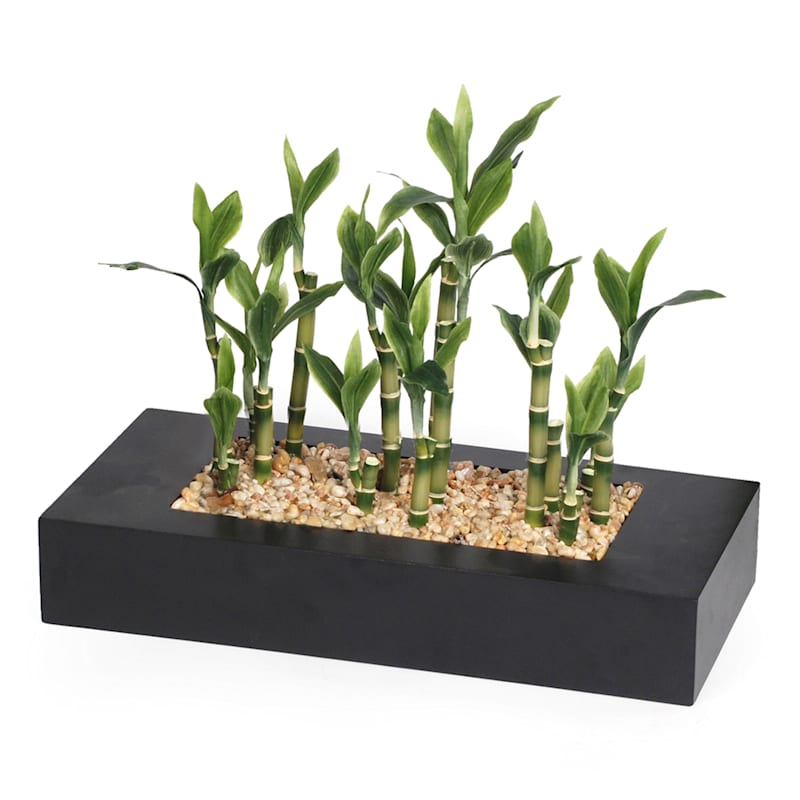 Bamboo Plant with Black Square Planter, 12"
