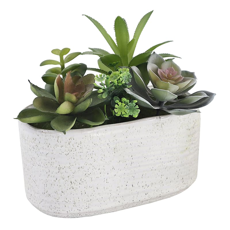 Assorted Succulents with White Planter, 6"