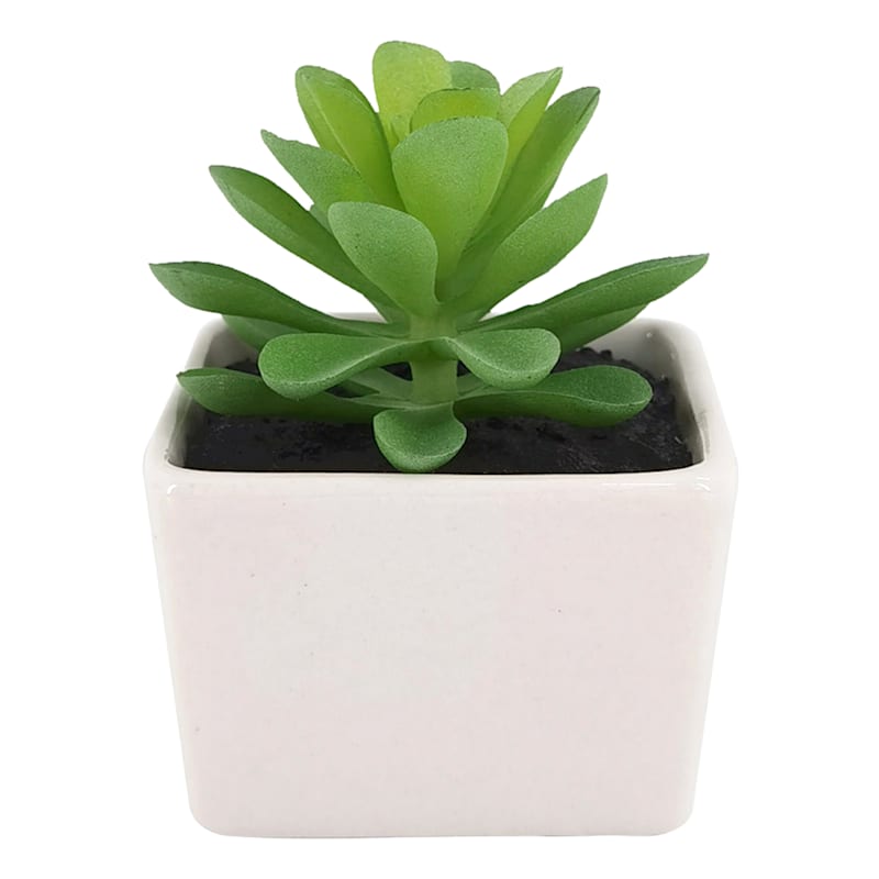 Green Succulent with White Ceramic Planter, 3"