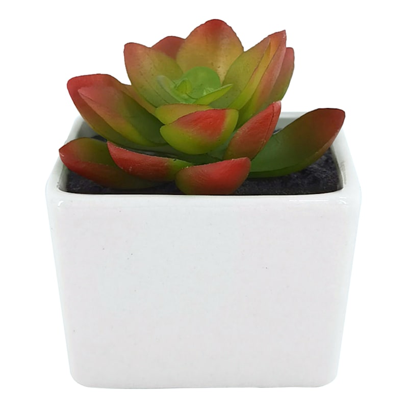 Red & Green Succulent in Ceramic Pot, 2.8"