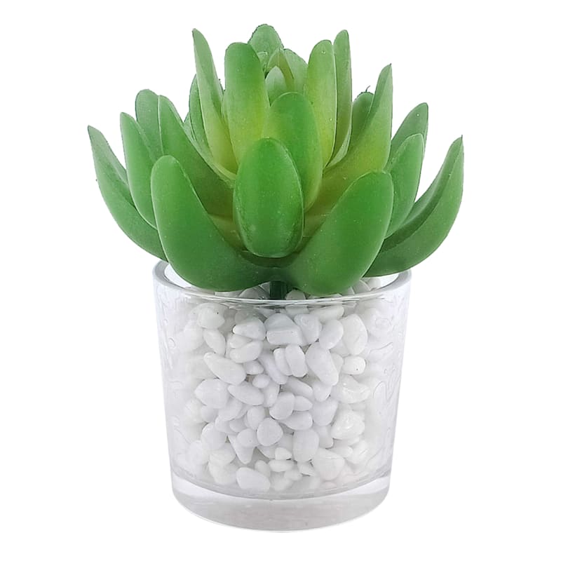 Wide Succulent in Glass Vase, 4.75"