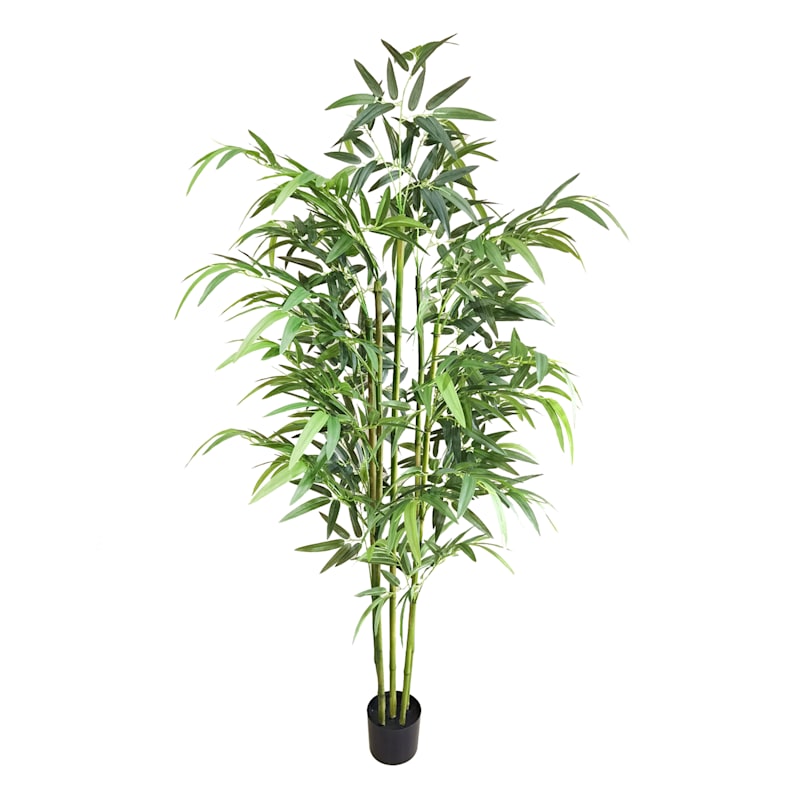 6Ft Bamboo Tree In Blk Pot