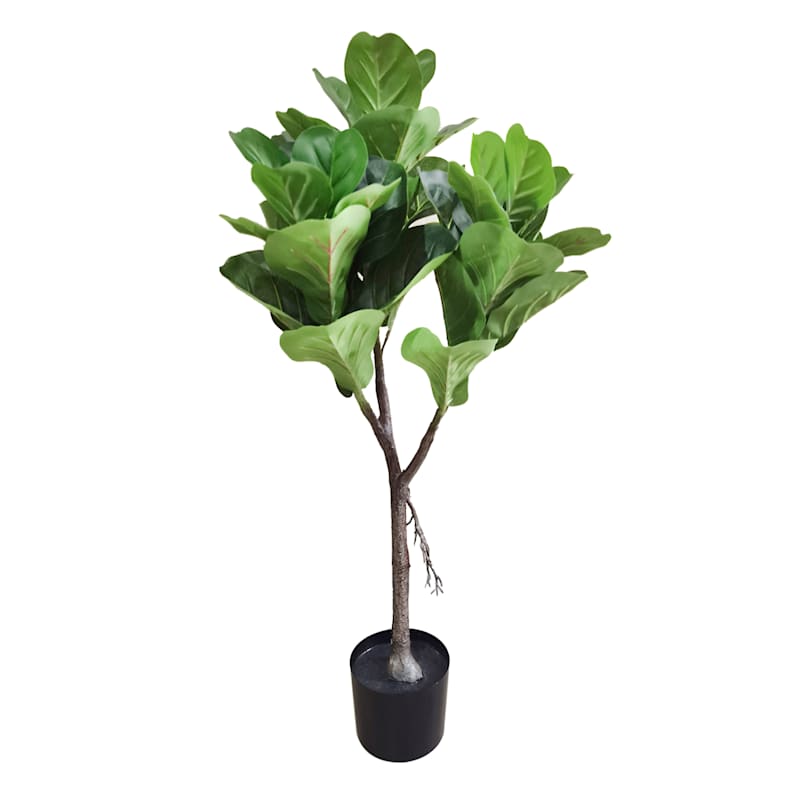 Fig Tree in Black Pot, 3'