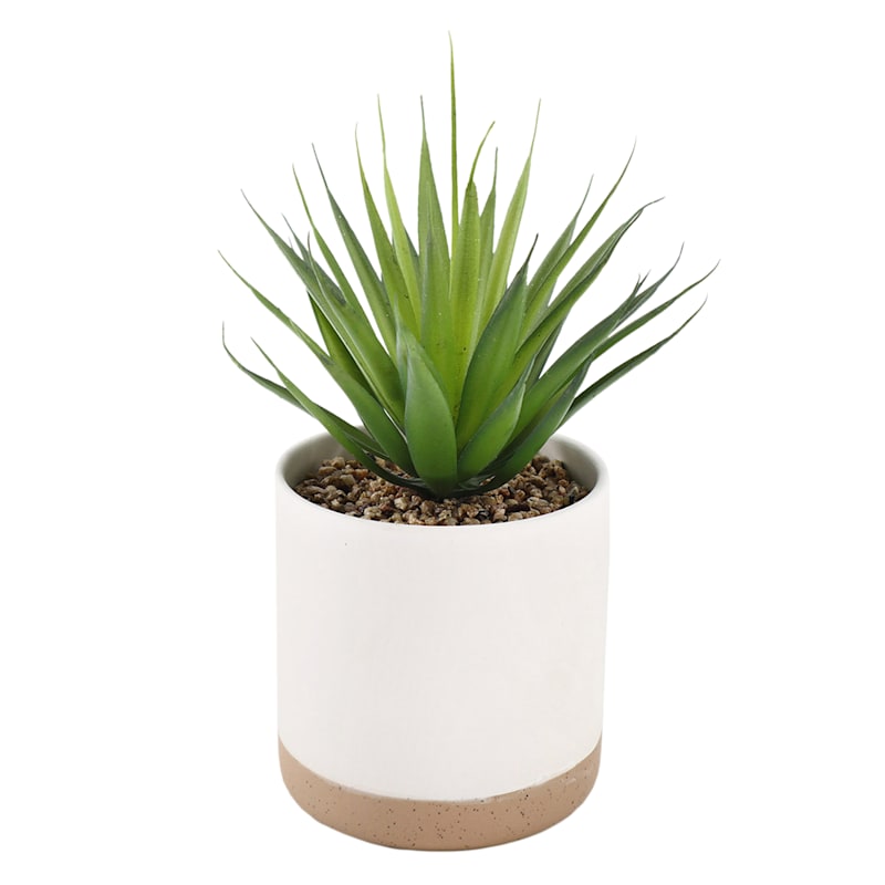 Succulent with White Ceramic Planter, 8"