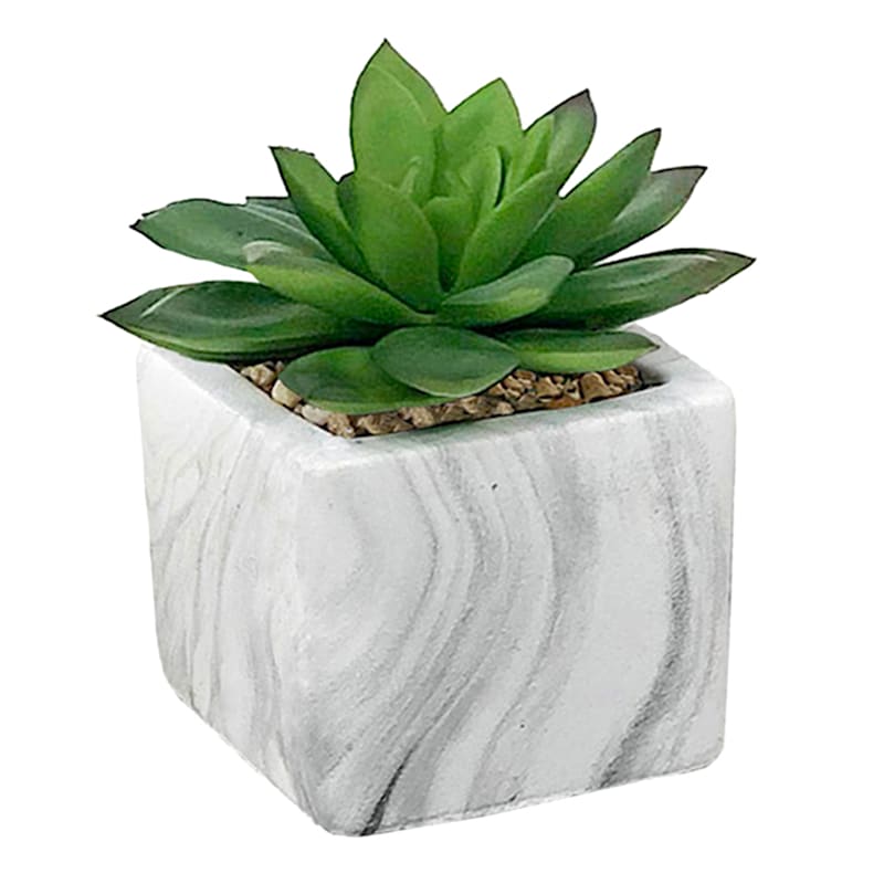 Succulent in Marble-Look Cement Pot, 4