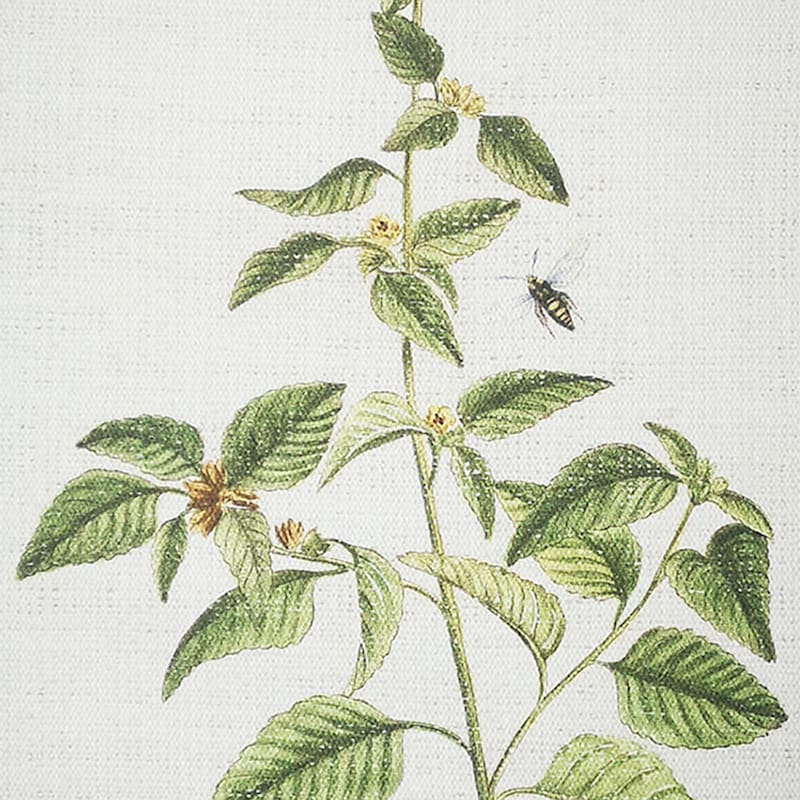 Grace Mitchell Botanical Canvas Wall Art, 11x14