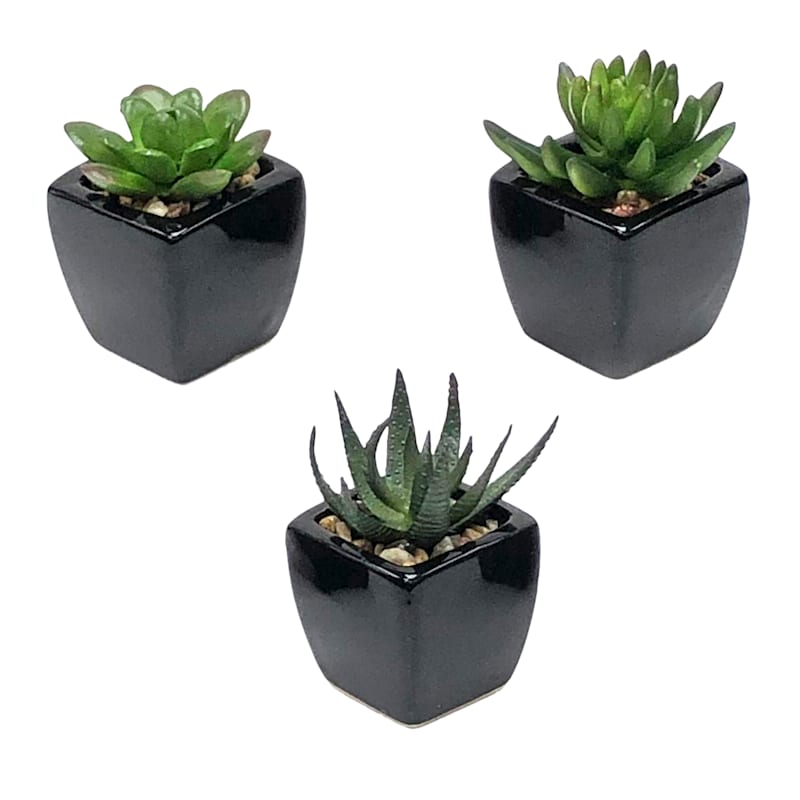Set of 3 Succulents in Black Square Pots