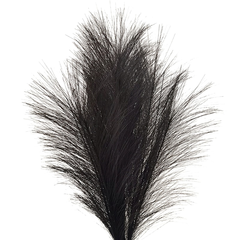 Black Pampas Grass Bush, 24