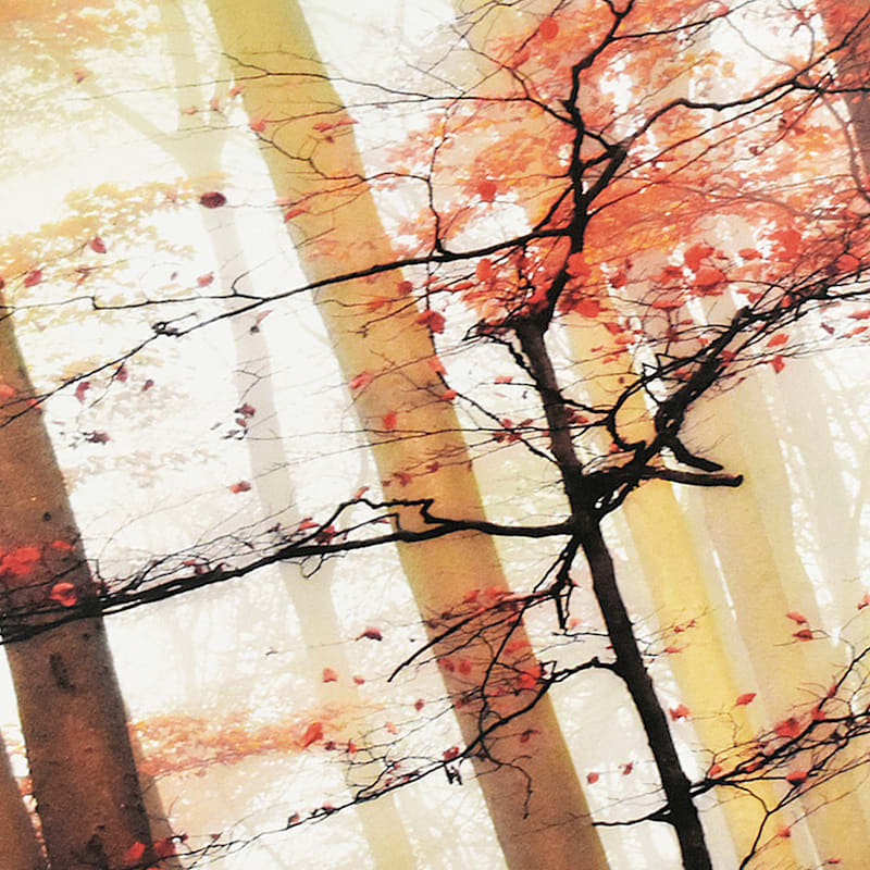 Orange Awakening Canvas Wall Art, 36x24