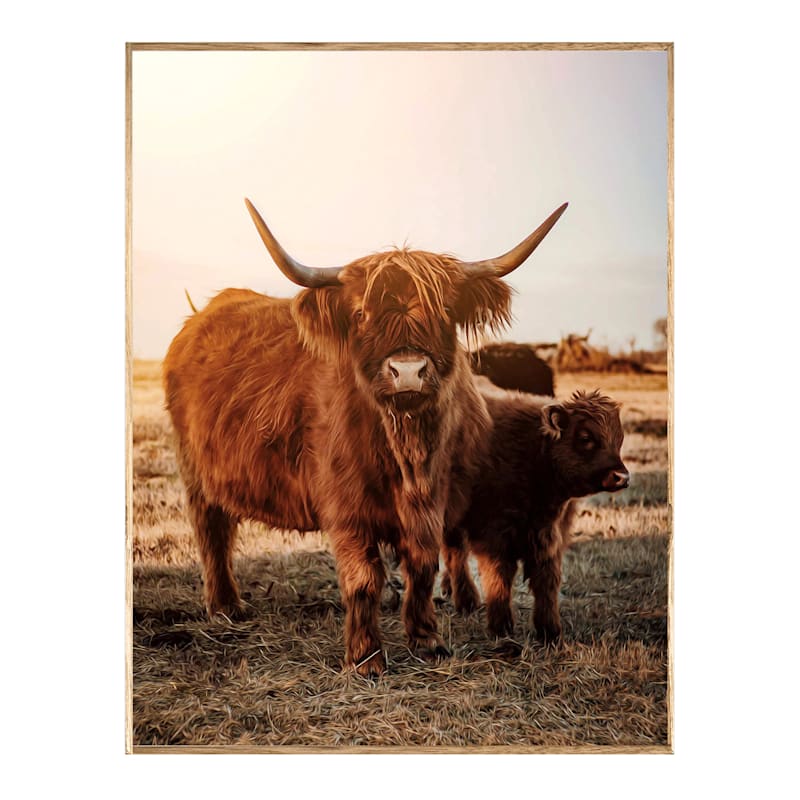 Scottish Highland Cow 8 stock photo