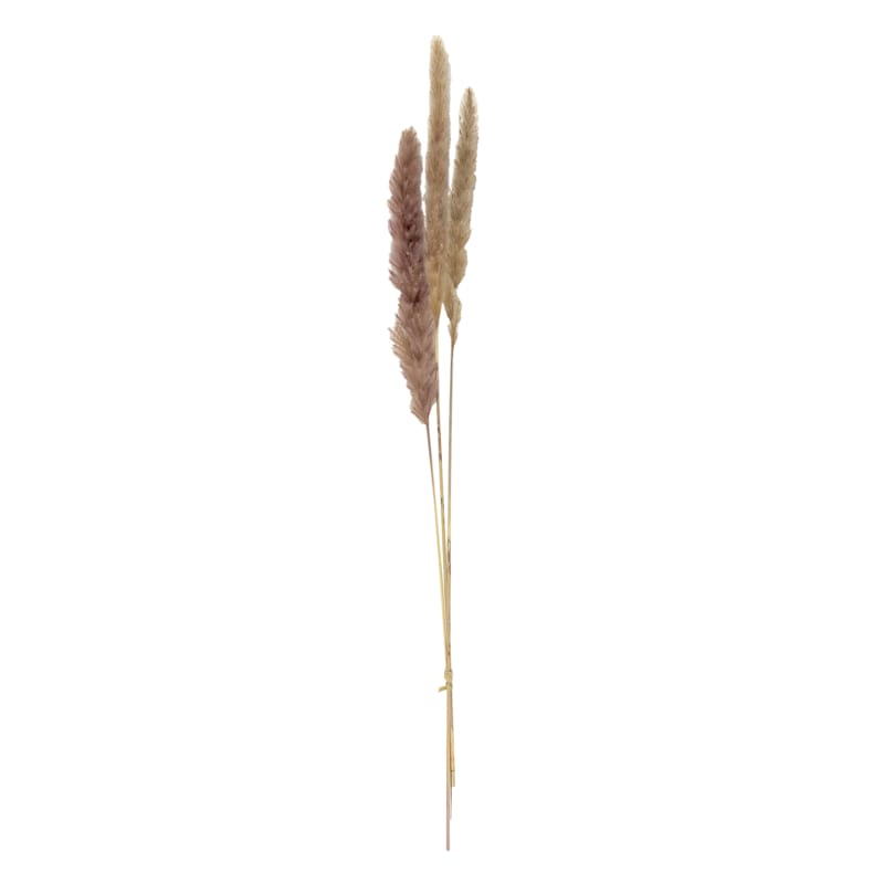 Pampas Grass – Fable Flowers